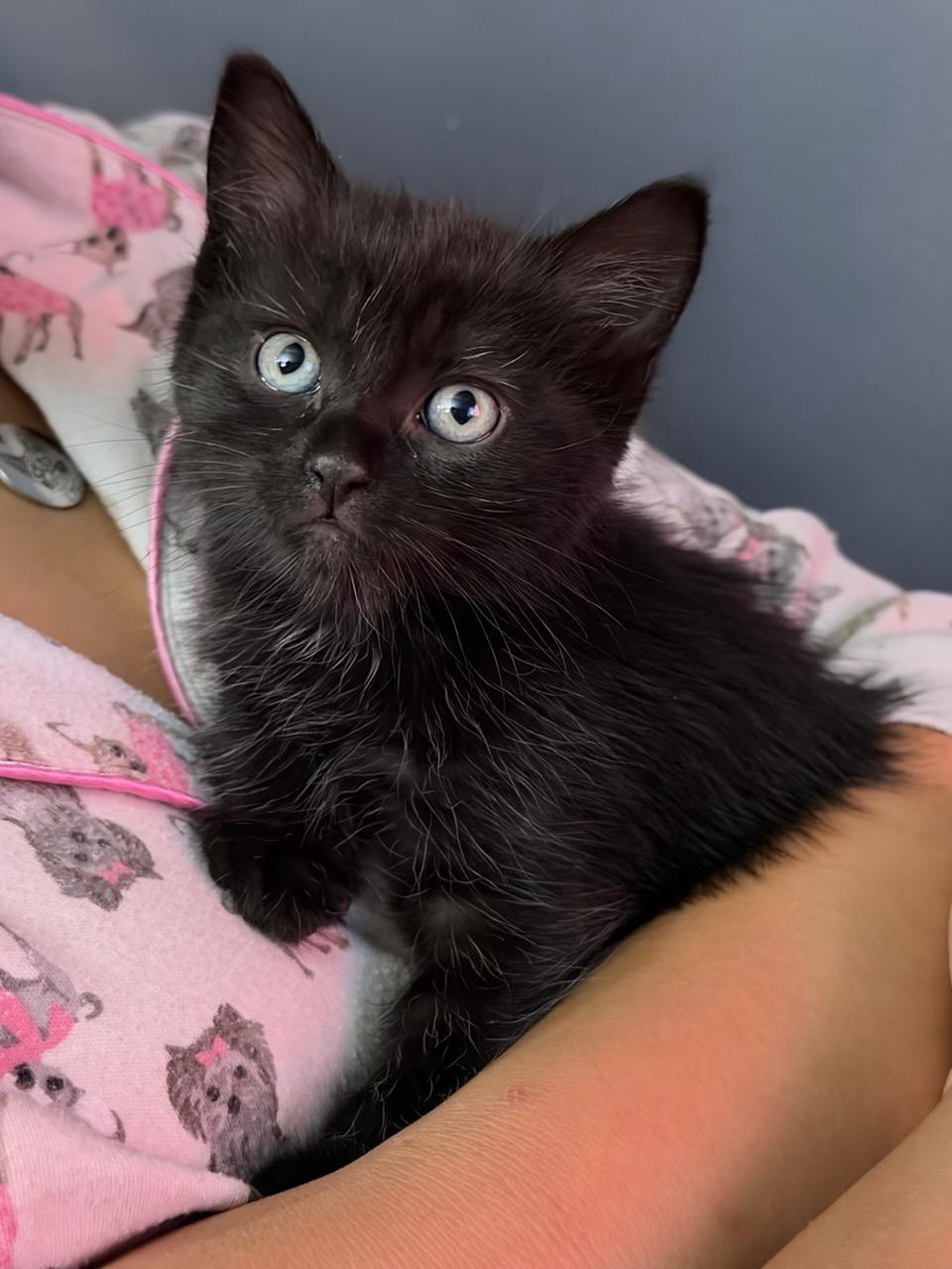 Matteo